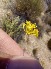 Annesorhizeae