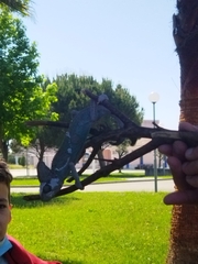 Chamaeleo calyptratus