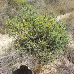 Xiphotheca canescens