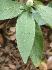 Ruellia squarrosa