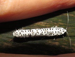 Yponomeuta strigillatus