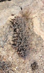 Pelargonium alternans