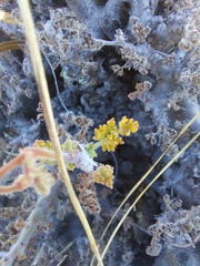 Pelargonium alternans