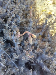 Pelargonium alternans