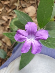 Ruellia squarrosa