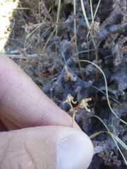 Pelargonium alternans