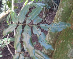 Philenoptera sutherlandii