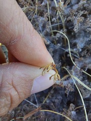 Pelargonium alternans