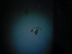 Pollanisus lithopastus