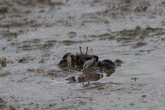 Macrophthalmus tomentosus