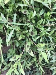 Persicaria prostrata