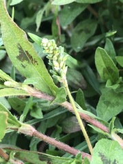 Persicaria prostrata