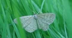 Scopula immorata