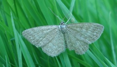 Scopula immorata
