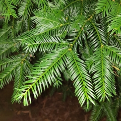 Taxaceae
