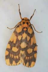 Miltochrista quadrilineata