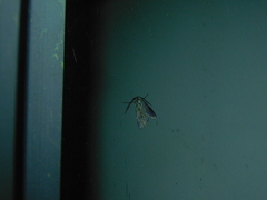 Pollanisus lithopastus