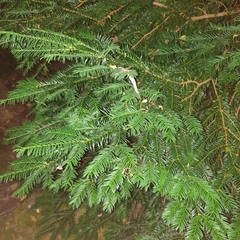 Taxaceae
