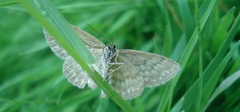 Scopula immorata