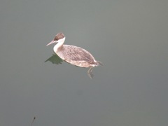 Podiceps cristatus