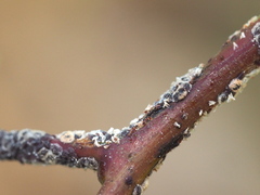 Eriococcus