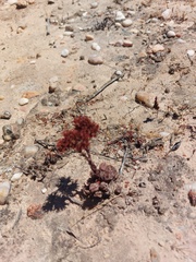 Crassula alpestris