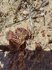 Crassula alpestris