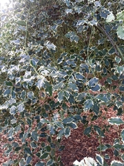 Ilex aquifolium