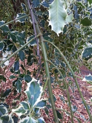 Ilex aquifolium