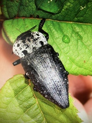 Capnodis tenebrionis