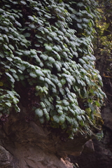 Heuchera longipetala orizabensis