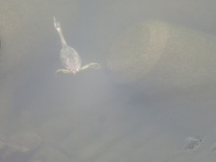 Podiceps cristatus