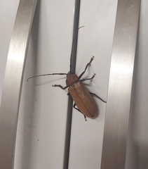 Agrianome spinicollis