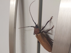 Agrianome spinicollis