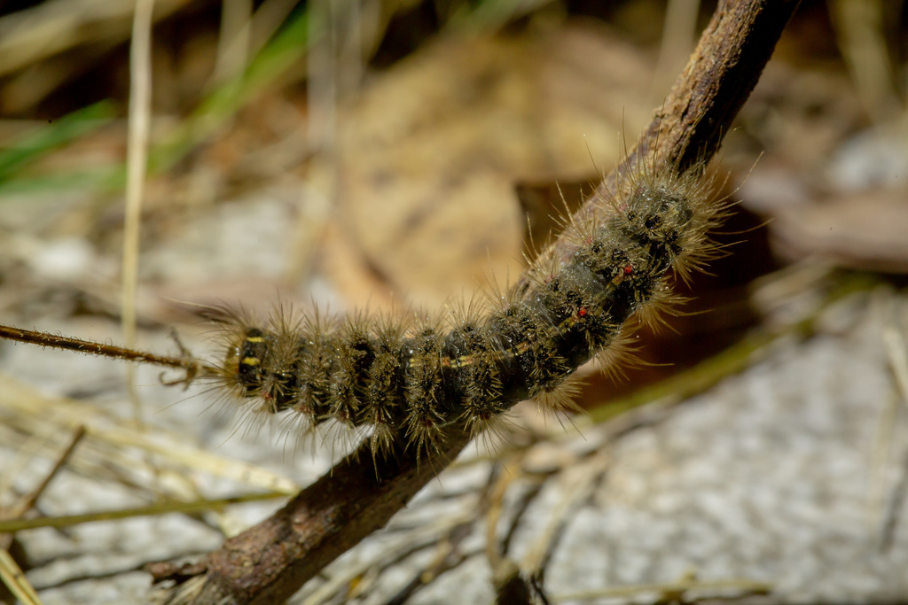 Clouded Tiger Moth from 勐腊县, 西双版纳傣族自治州, 云南省, CN on January 13, 2023 at ...