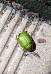 Anoplognathus prasinus