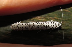 Yponomeuta strigillatus