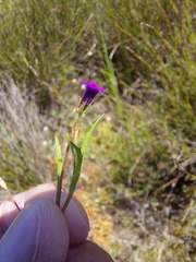 Monopsis debilis
