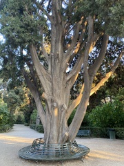 Cupressus glabra