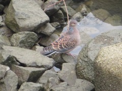 Streptopelia orientalis