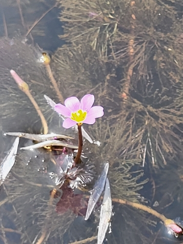 Cabomba furcata, photograph 2