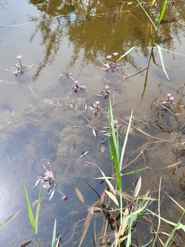 Cabomba furcata, photograph 3