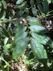 Lasianthus micranthus