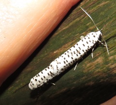 Yponomeuta strigillatus