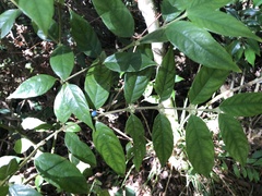 Lasianthus micranthus