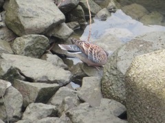 Streptopelia orientalis