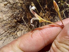 Pelargonium reflexum