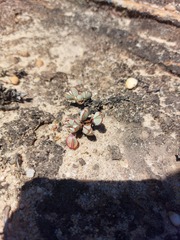 Braunsia maximilianii