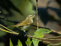 Phylloscopus trochiloides