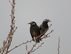 Spodiopsar cineraceus